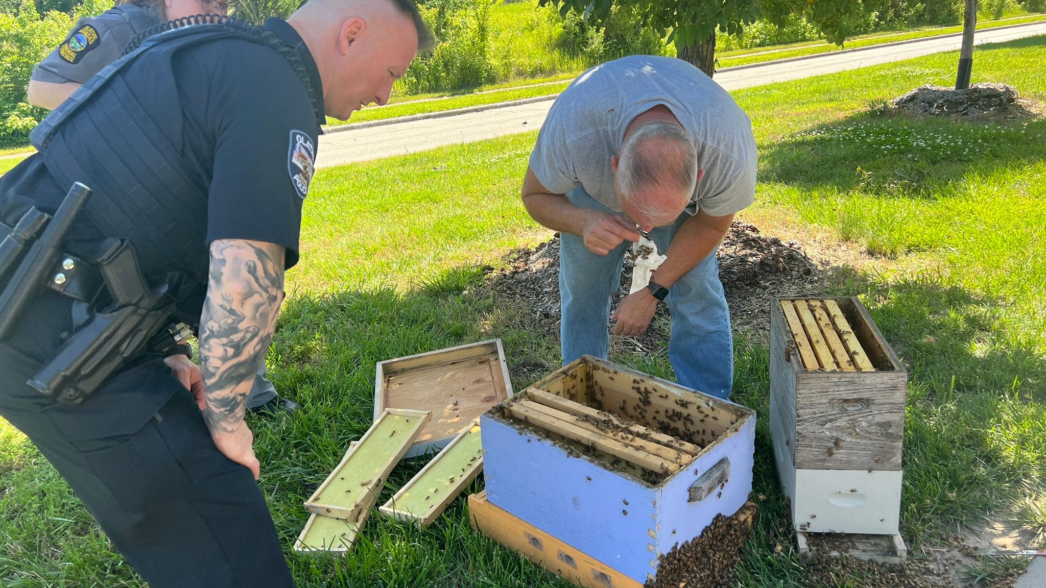 Dana & Parks: Swarm of 15,000 bees rescued from Olathe roadside