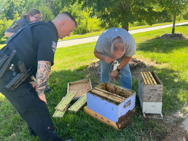 swarm of bees in Olathe