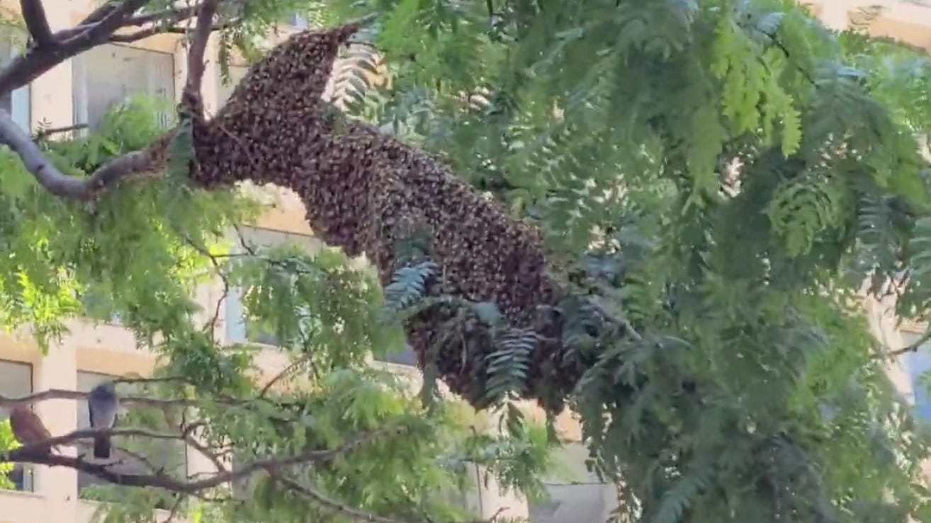 That moving blob in Daley Plaza? Bees! But it's all good