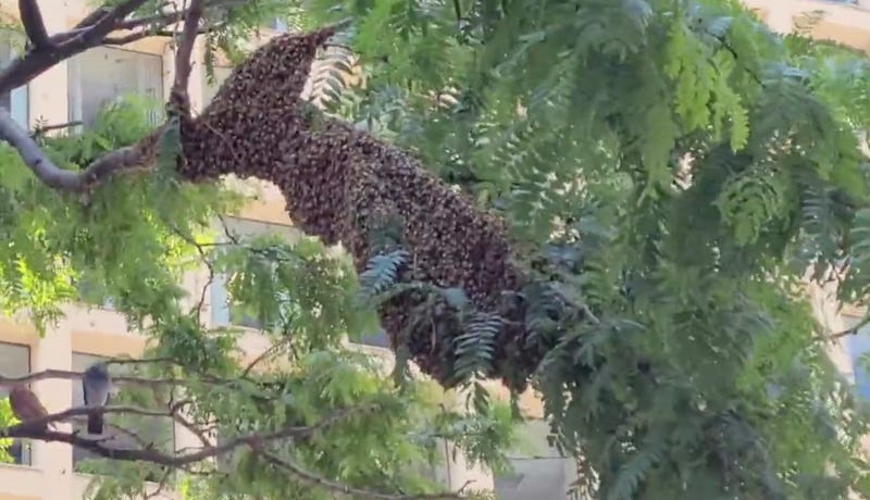 bees
