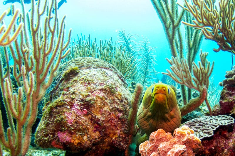An Eel in the Belize Barrier Reef