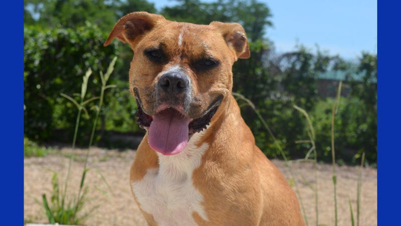 Clarabelle the dog