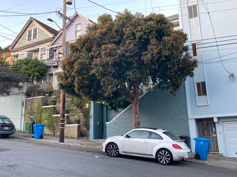 A tree in San Francisco's Bernal Heights neighborhood, where a mountain lion was captured Wednesday