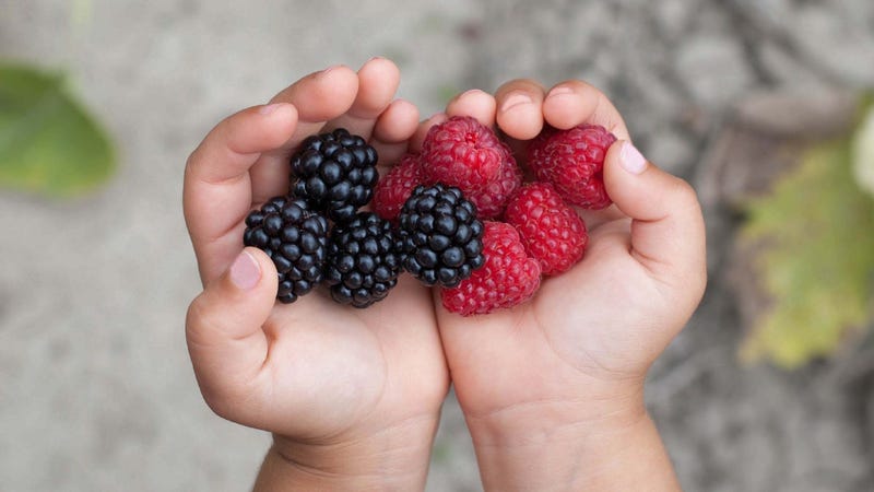 Child's hands holding freshly-picked blackberries and raspberries