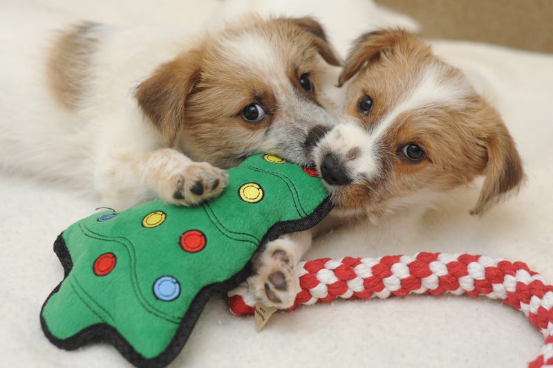 Best Friends Animal Society