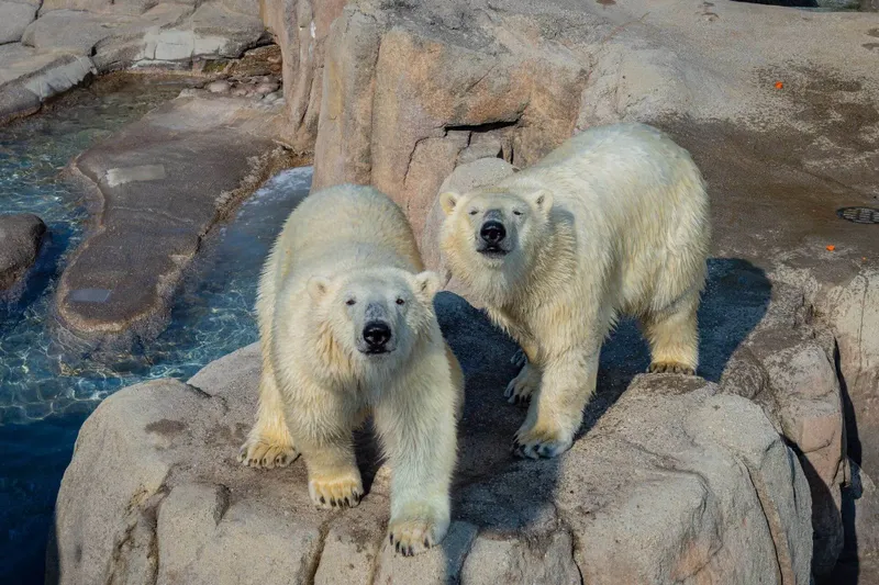 Toledo Zoo