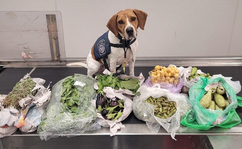 Bettie the dog and contraband produce