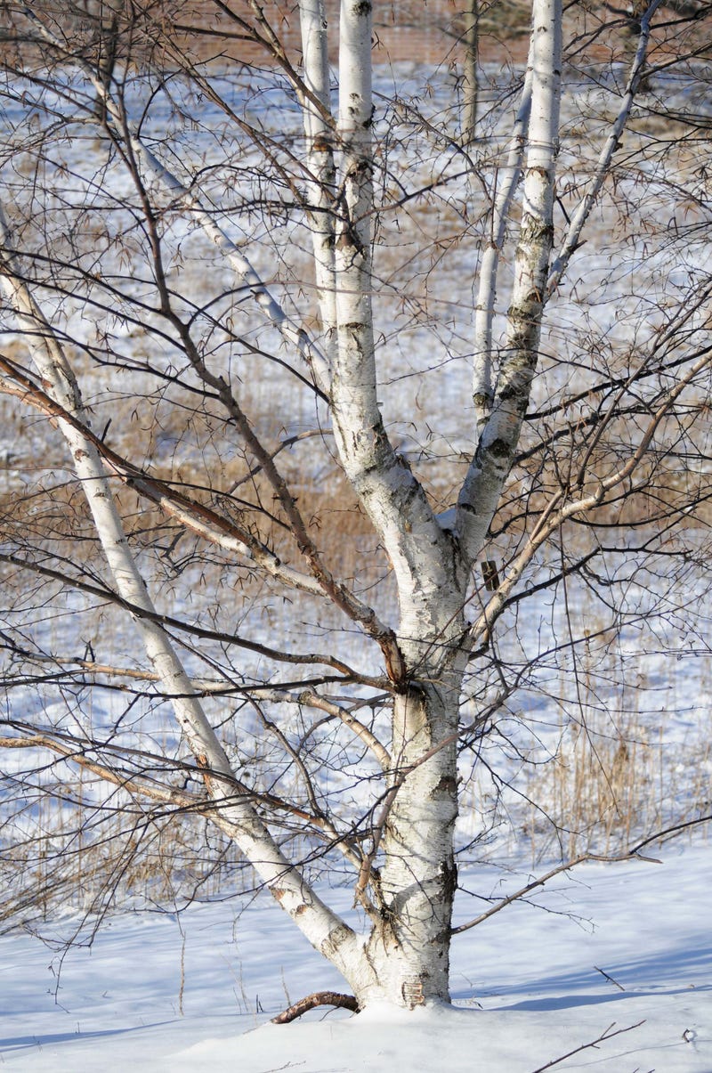 Birch