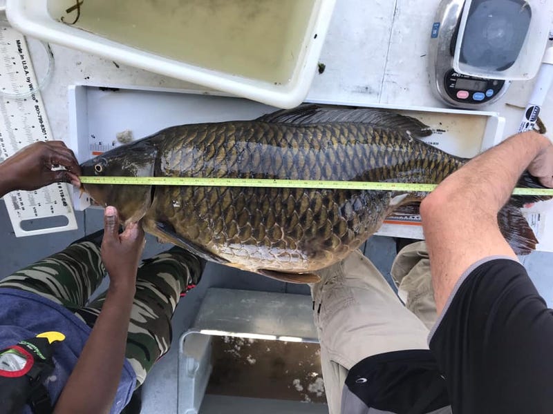 Workers with the Metropolitan Water Reclamation District caught a giant fish as they were conducting research.