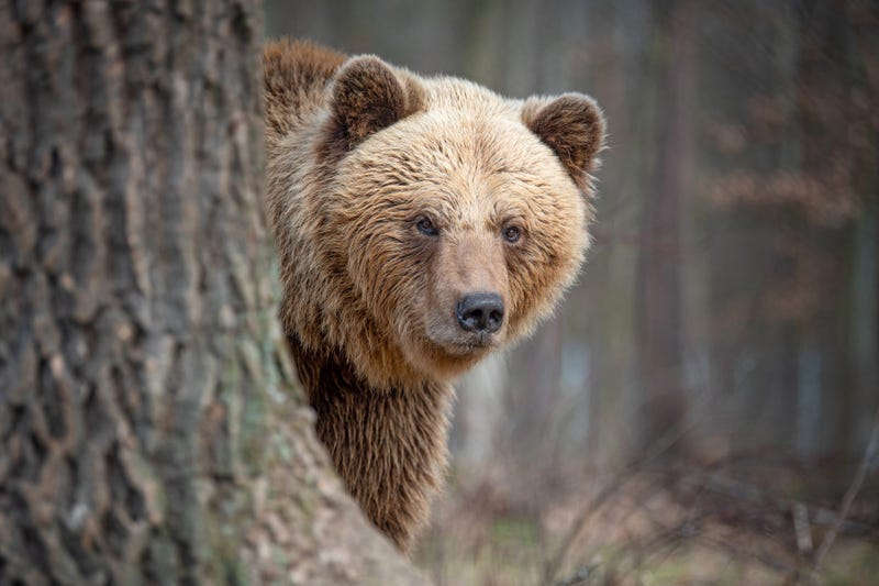 Bear