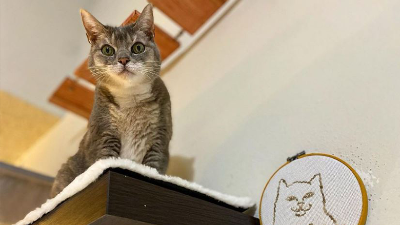 A 'talking' cat is proving scientists wrong about cat ambition