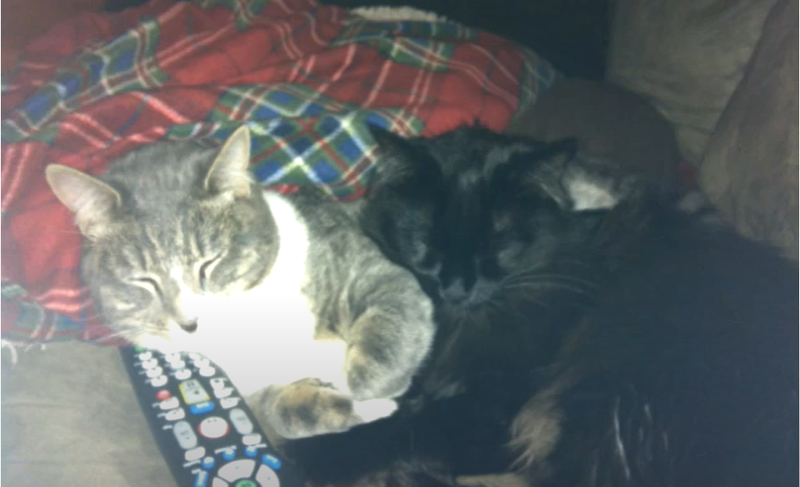 Bill Tafrow's Kitty Cats