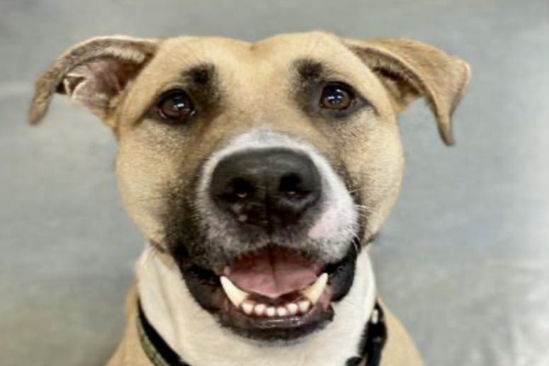 Billy @ Austin Humane Society December 2020