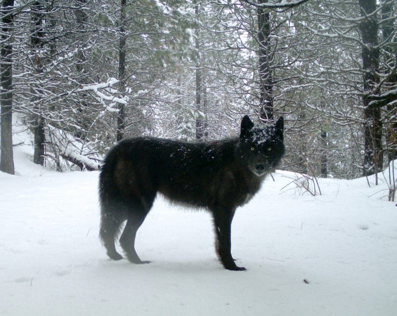 The U.S. Fish and Wildlife Service revealed in January 2020 that an endangered California wolf that died in 2018 was killed in an illegal shooting, according to the Center for Biological Diversity.