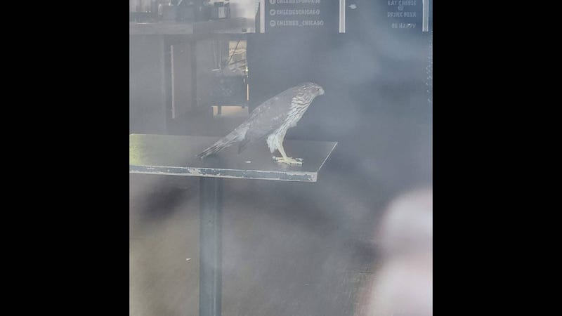 bird found in Cheesies Pub