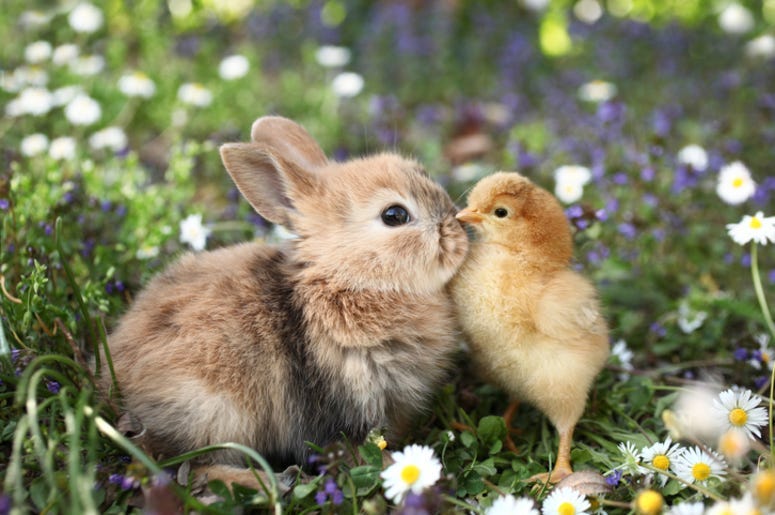 Bird_and_Bunny