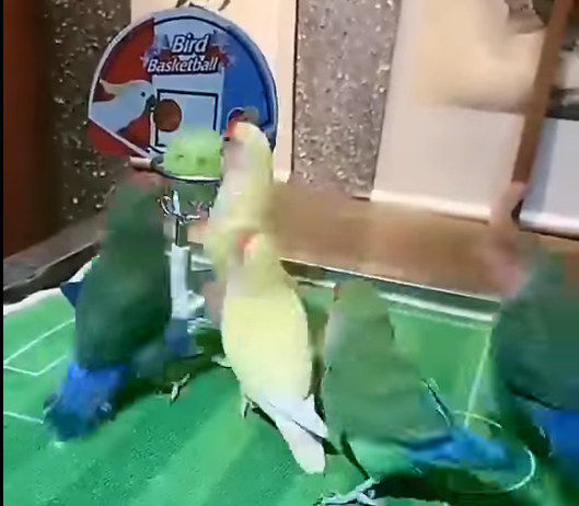 Birds Playing Basketball (Video)