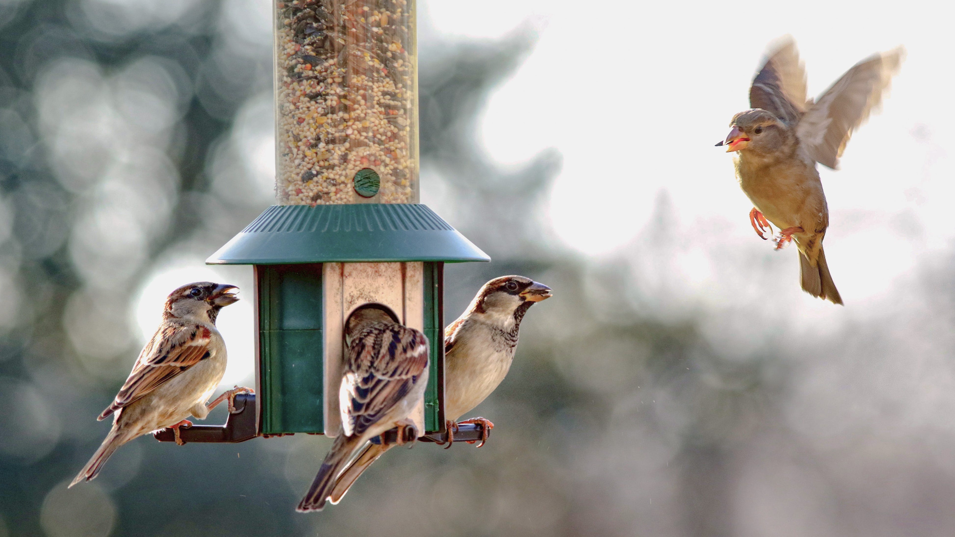 Raptor Center warns birdbaths and bird feeders could spread bird flu