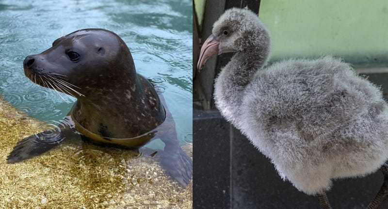 seal, flamingo
