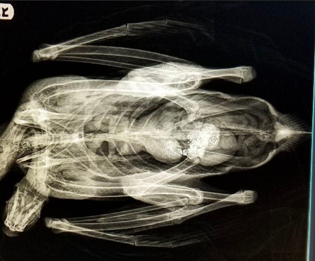  DuPage Wildlife Center x-ray