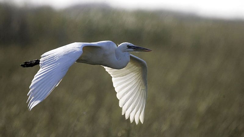  A white heron flies during the Audubon Societies Christmas Bird Count December 20, 2006 in the Florida Everglades National Park. 