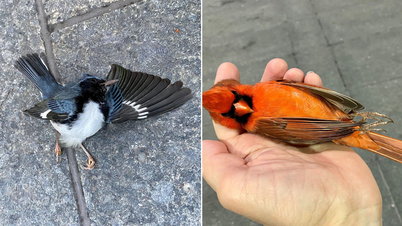 Migrating birds crash into skyscrapers