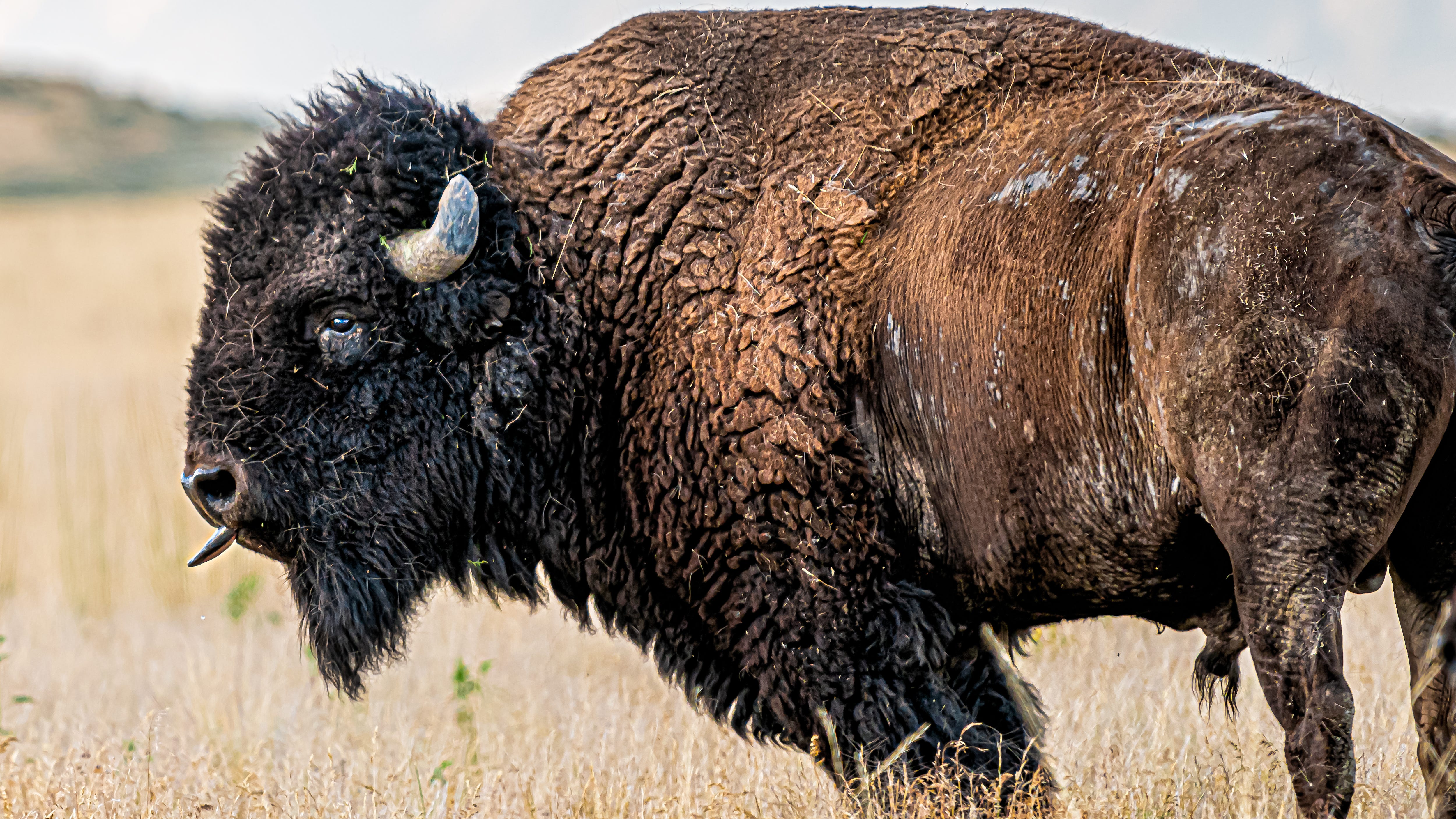 Lake County Forest Preserve officials want roaming bison to be gone by Memorial Day weekend