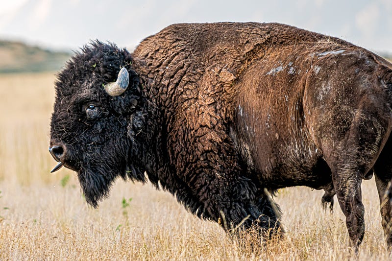 bison