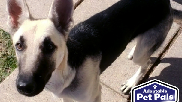 Adoptable Pet Pals: Meet Bison!