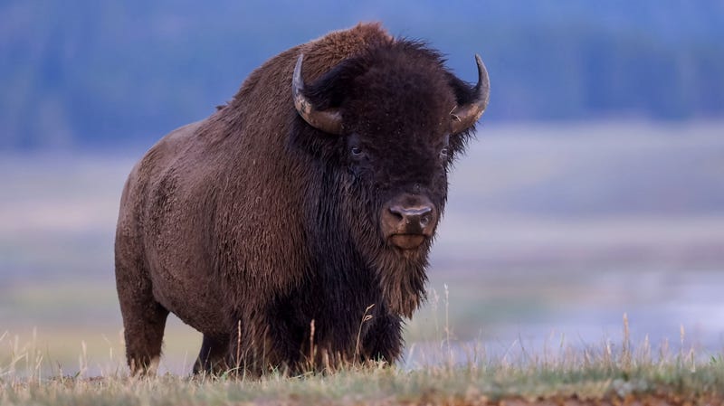 bison