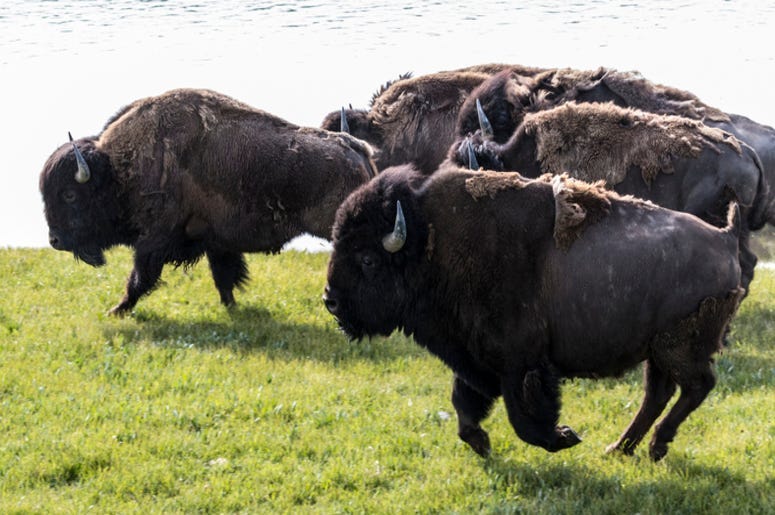Bison