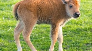 Fermilab Welcomes First Baby Bison Of The Year