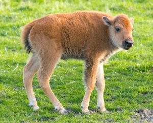 The Fermilab bison herd welcomed its first baby this season on April 20.