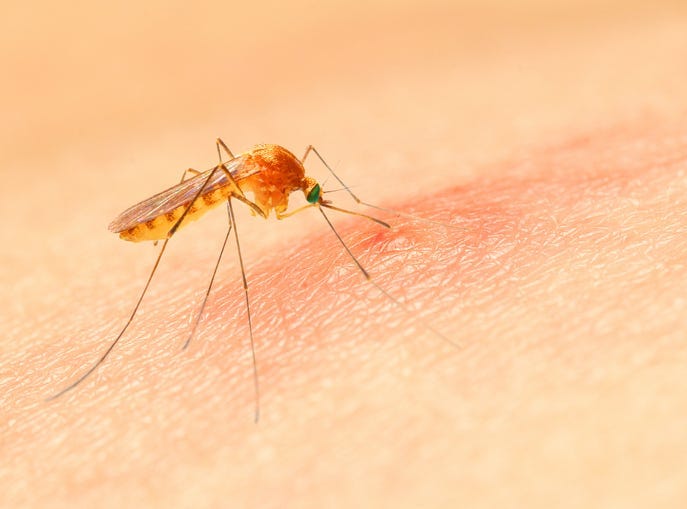 Biting mosquito