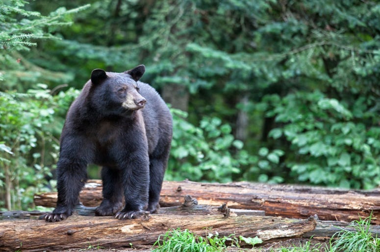 Black_Bear