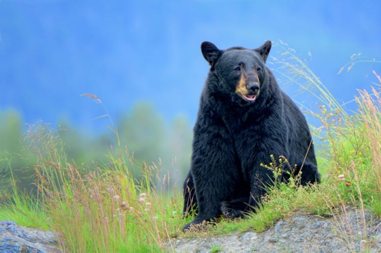 Black_Bear