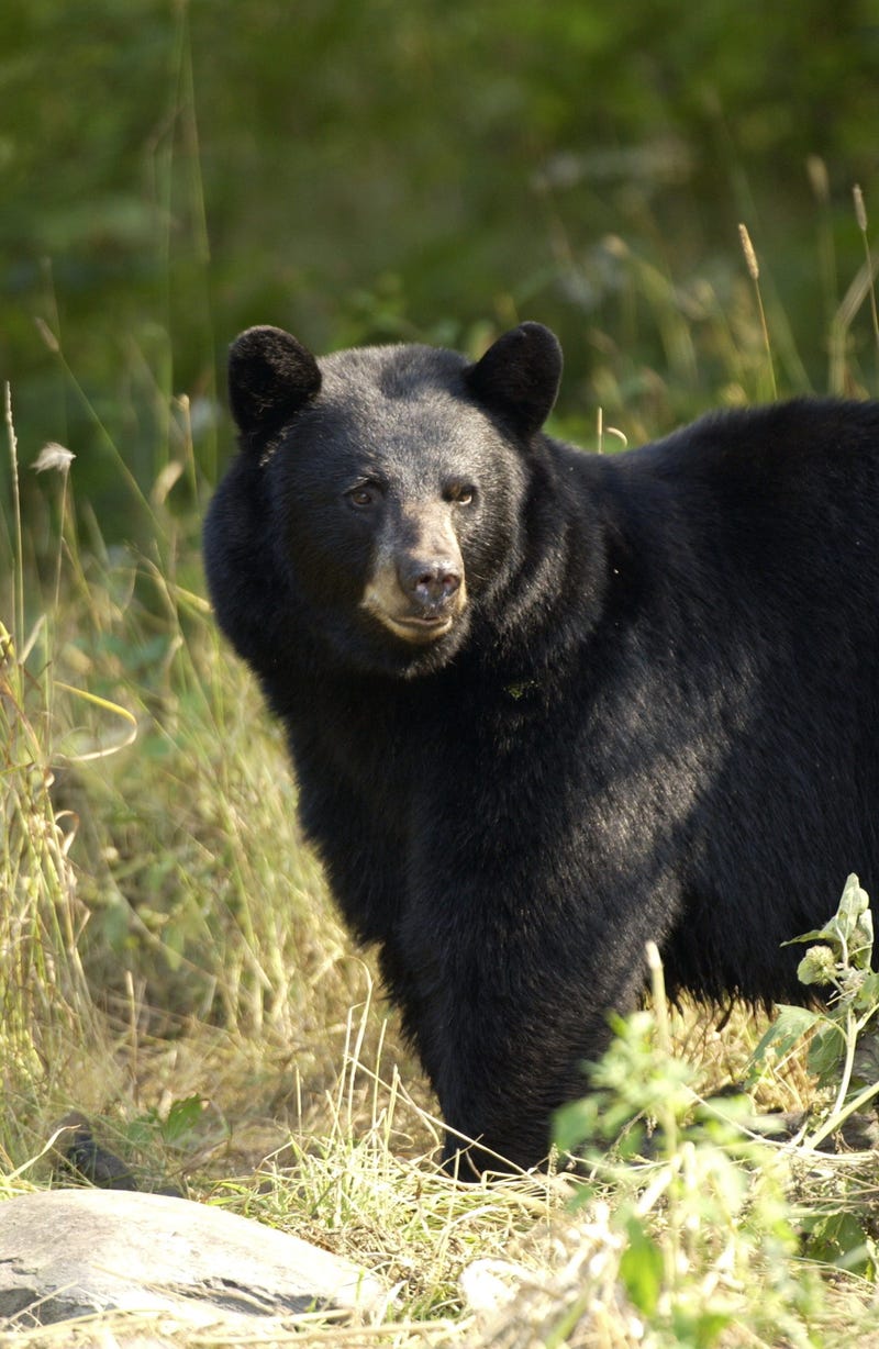 black bear