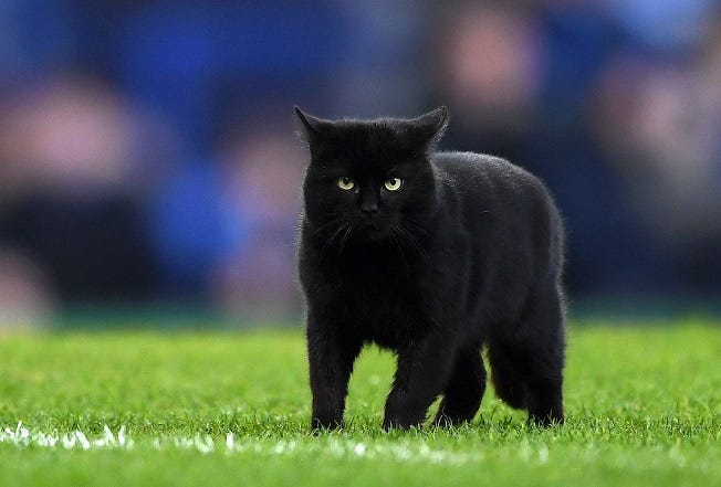 Black Cat