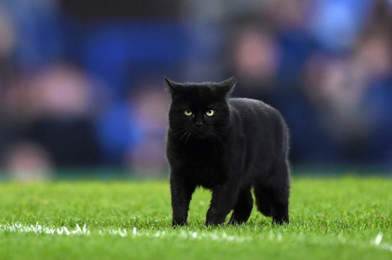 Black_Cat