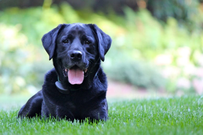 Black_Lab
