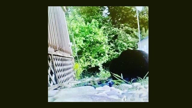 Black bear found on video roaming around Gloucester County neighborhood