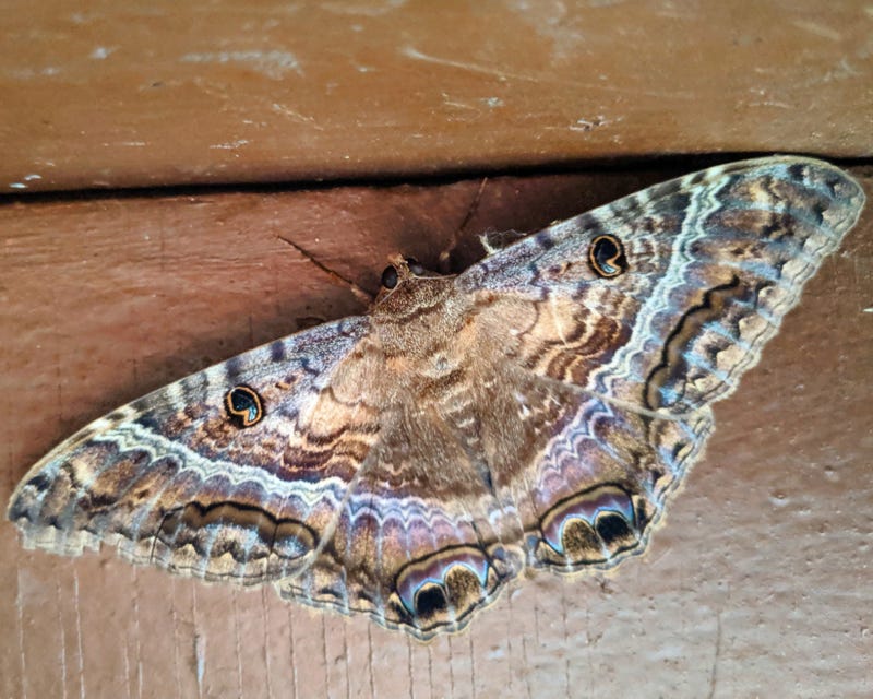 Black Witch Moth found in Chicago's South Shore neighborhood