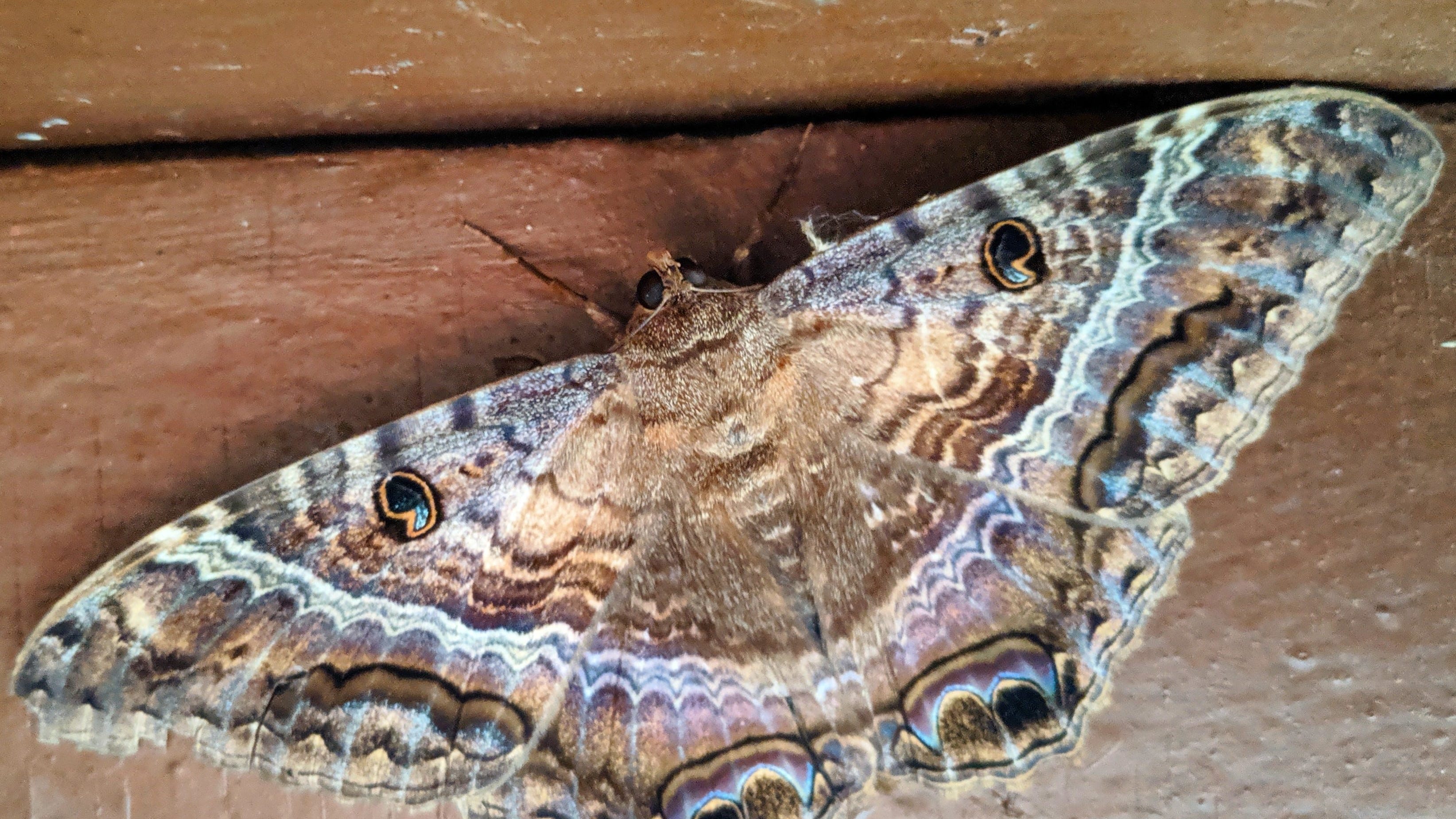 Far From Home: Giant 'Black Witch' Moth Spotted In South Shore