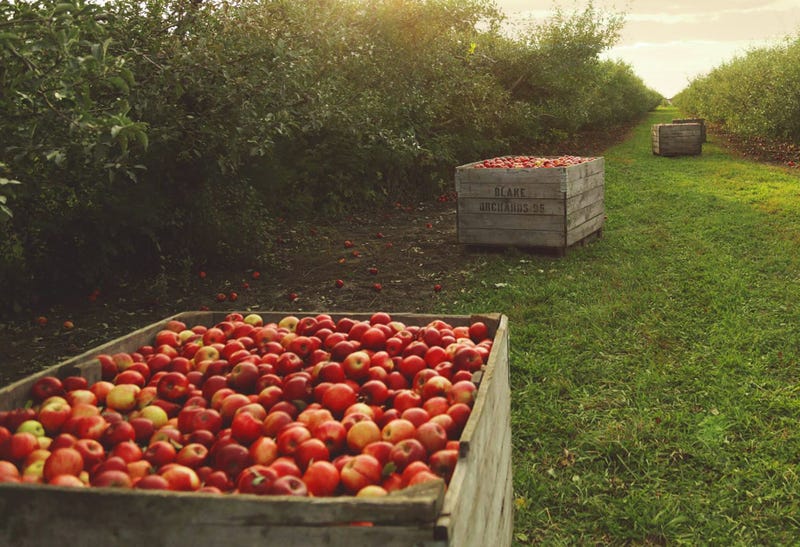 Blake's apple picking