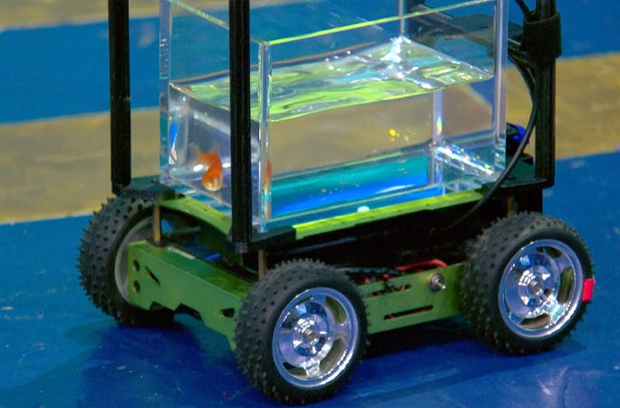 Guinness World Record - by getting behind the wheel. The fish, owned by Dutch computer engineer Thomas de Wolf, covered 12.28 meters (about 40 feet) in just 60 seconds aboard a custom-built, motion-sensing vehicle