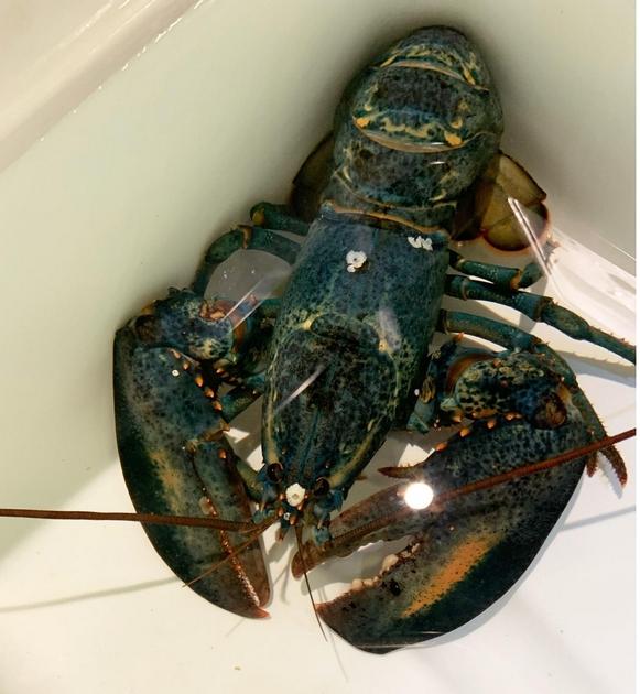 Blue Lobster