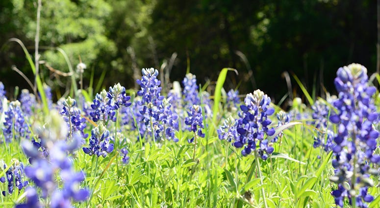 Bluebonnet