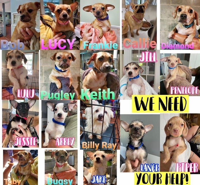 Rescue Dogs 