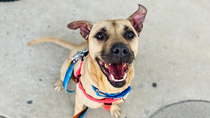 KLUV Canine Corner: Bobby