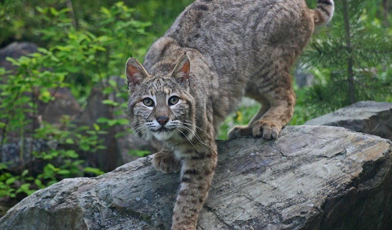 American Bobcat 